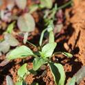 Young amaranth in the field: weed it or eat it?