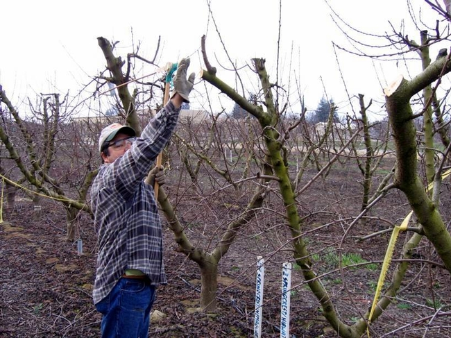 workers standing beside new short peach trees