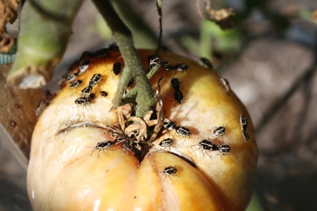 Bagrada bugs feeding on a tomato. (Photo: Jennifer Evangelista)