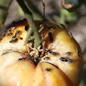 Bagrada bugs feeding on a tomato. (Photo: Jennifer Evangelista, San Luis Obispo)