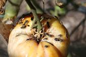 Bagrada bugs feeding on a tomato. (Photo: Jennifer Evangelista, San Luis Obispo)