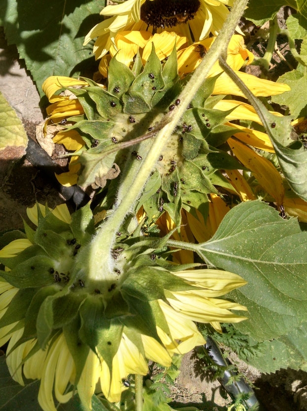 Bagrada bugs congregating on sunflowers. (Photo: Larry Adcock, Arroyo Grande)