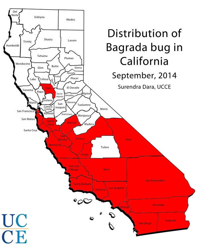 Distribution of bagrada bug in California, September 2014.