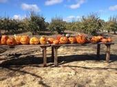 Jack-o-Lanterns on the farm.