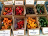 A selection of hot chile peppers, a California-grown vegetable that adds spice to life.