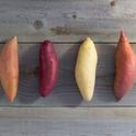 Sweetpotato classes, from left, are Jewell, Oriental, Jersey and Garnet. Photo courtesy of the California Sweetpotato Council.