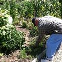 A Santa Clara County resident works in a community garden.