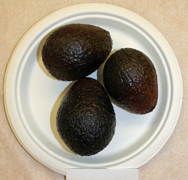 An avocado variety current named 465202-99 was planed in 2013 and already has a substantial crop for 2015. It looks nice and has performed well in Arpaia lab taste panels.