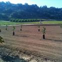 Planting avocados in research plots at the UC Lindcove Research and Extension Center.