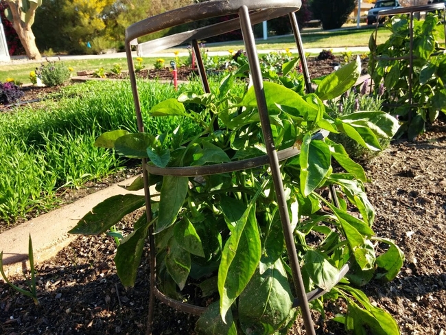 Green peppers growing in the pizza garden.