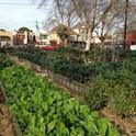 City Slicker Farms' community market farm in Oakland