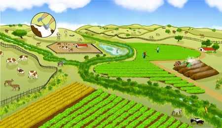 A farming landscape can be co-managed for both produce safety and nature conservation. Promising practices include buffering farm fields with non-crop vegetation to filter pathogens from runoff and planting low-risk crops between leafy green vegetables and grazeable lands.(Illustration by Mattias Lanas and Joseph Burg)
