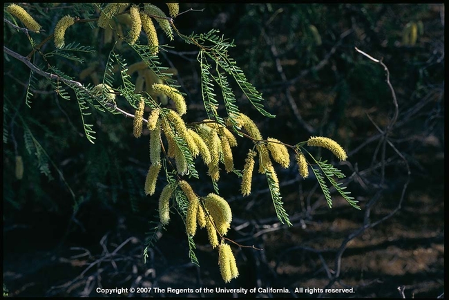 Honey mesquite produces pods which can be ground into a gluten-free flour.