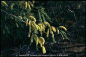 Honey mesquite produces pods which can be ground into a gluten-free flour.
