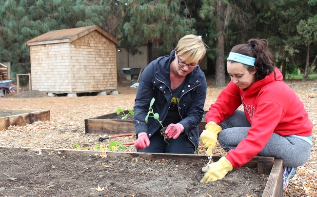 UC Davis student and staff member plant a seedling in a garden bed outside, on the UC Davis campus.