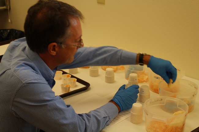 David Obenland of the USDA prepares citrus samples for evaluation.