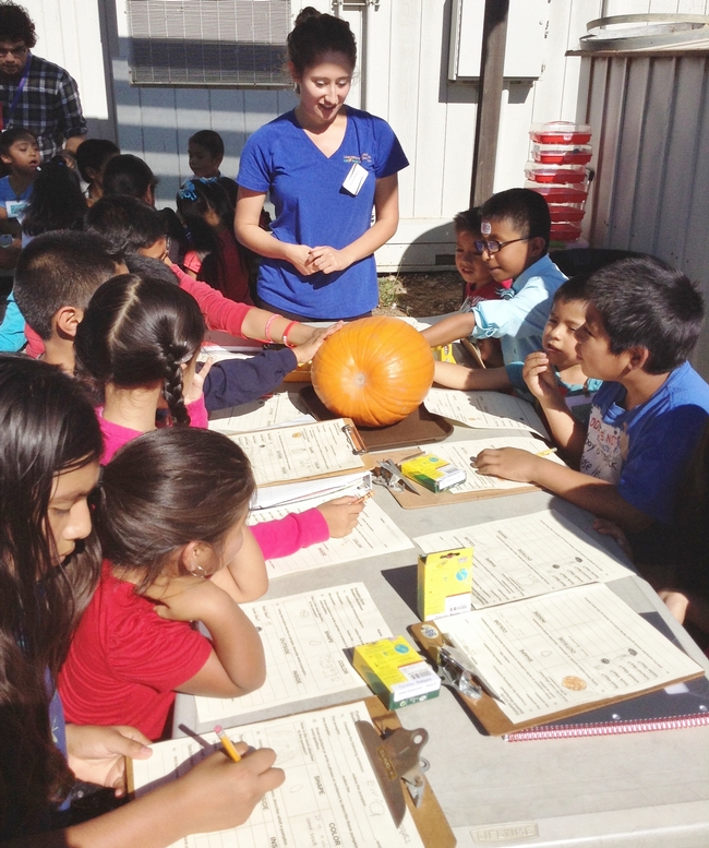 Students work on pumpkin exploration in the garden.