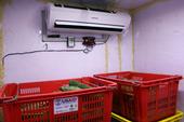 View inside a cold room, with crates of fresh vegetables in front of a wall-mounted air conditioner wired to a CoolBot device. One of the vegetable crates has a sticker on it with logos including USAID.