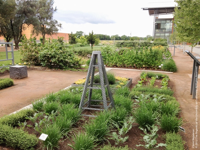 The Good Life Garden located at UC Davis is an edible landscape that includes vegetables, herbs and flowers. Photo credit: Claire Napawan