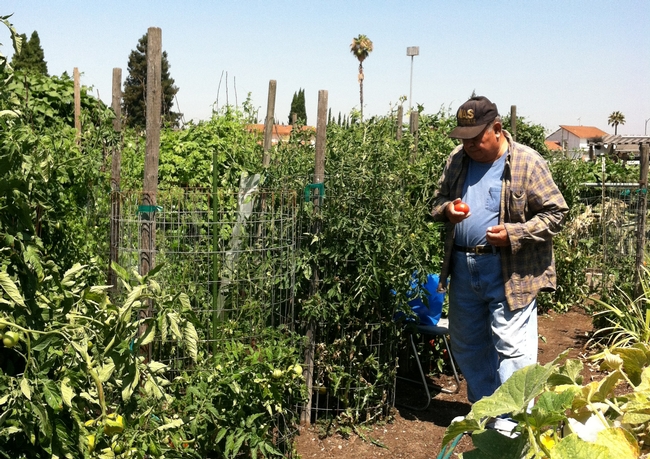 Tomatoes, cherry tomatoes, peppers, green beans and cucumbers are common crops grown in community gardens.