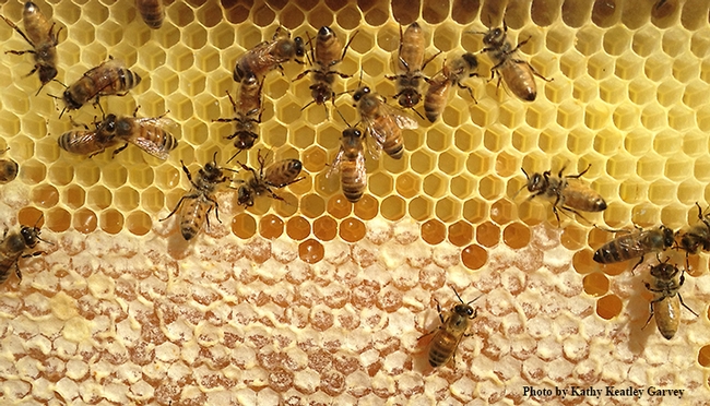 Honey bees in the process of making honey. This photo was taken through a bee observation hive. (Photo by Kathy Keatley Garvey)