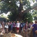 Food bloggers gather for lunch under an ancient sycamore tree at the Elliott Pear Farm.