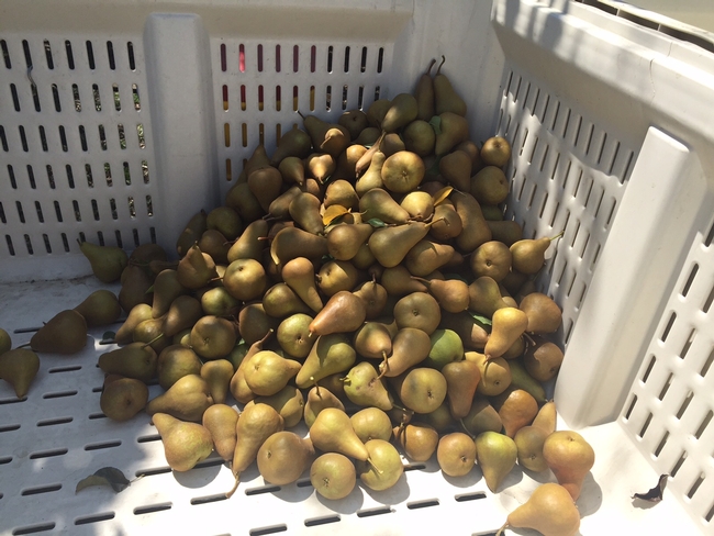 Harvested pears.