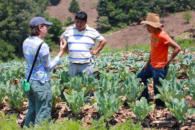 Three people talking in between rows of vegetable plants, including broccoli, in a field in Guatemala