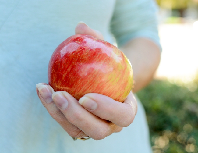 Tasty Washington apple held in hand.