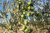 'Manzanillo' olives