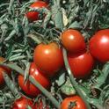 UC researchers seek organic growers of tomatoes, lettuce, spinach, carrots, radishes or cucumbers.