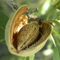 Almond kernel emerging from dried hull. (Photo: Melissa L. Partyka)