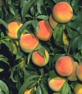Peach trees need loving care.