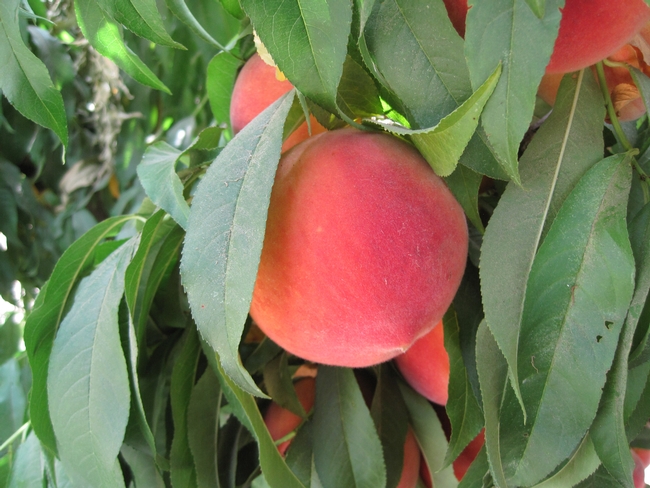 Major differences between extra-early and late harvest peaches are return price, yield and fruit thinning cost.