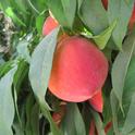 Major differences between extra-early and late harvest peaches are return price, yield and fruit thinning cost.