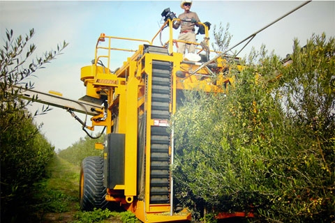 Mechanical harvesting at Corto Olive (Photo by Corto Olive)