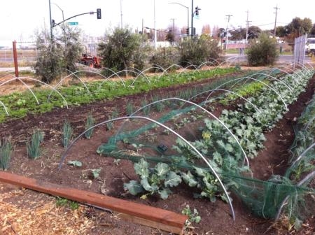 A UC Cooperative Extension workshop series in Los Angeles will help city growers build their knowledge in legal, production, marking and food safety issues.