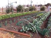 A UC Cooperative Extension workshop series in Los Angeles will help city growers build their knowledge on legal, production, marketing and food safety issues.