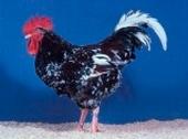 chicken Speckled Sussex Rooster compress e-mail