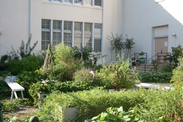 AFTER: Carthay Center now uses its thriving garden for hands-on gardening lessons and outdoor learning.