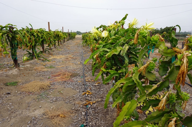 The pitahaya plantation at the UC South Coast Research and Extension Center in Irvine.