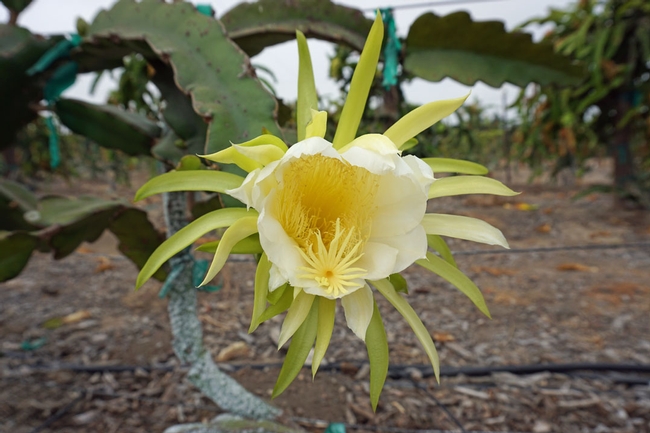 Pitahaya flowers have both male and female parts, however the space between them limits the amount of natural pollination. UCCE advisor Ramiro Lobo recommends growers hand pollinate early in the morning to ensure fruit set.