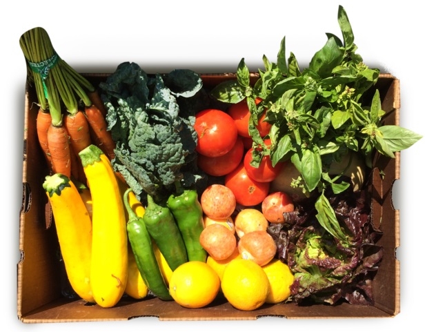 A sample Community Supported Agriculture (CSA) box. Photo Credit: Tanaka Farms