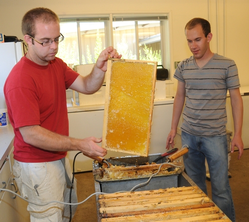 HONEY EXTRACTOR and UC Davis student Bryce Sullivan (foreground), holds a frame of uncapped honey. In back is UC Davis student Brandon Seminatore. Both work at the Harry H. Laidlaw Jr. Honey Bee Research Facility at UC Davis.