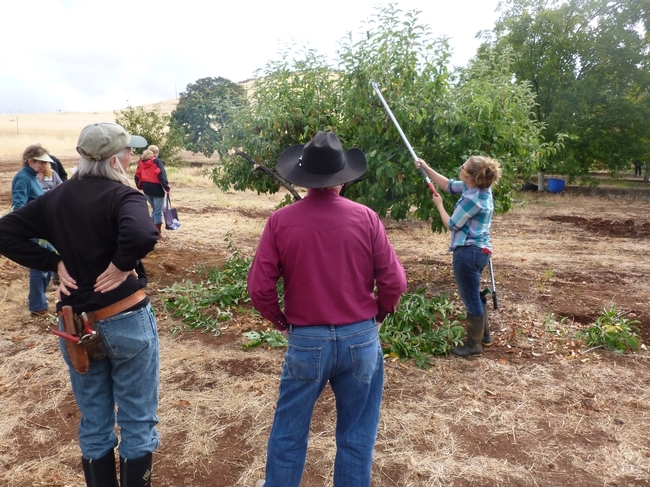 Workshop participants observe safe pruning techniques for fruit and nut trees.