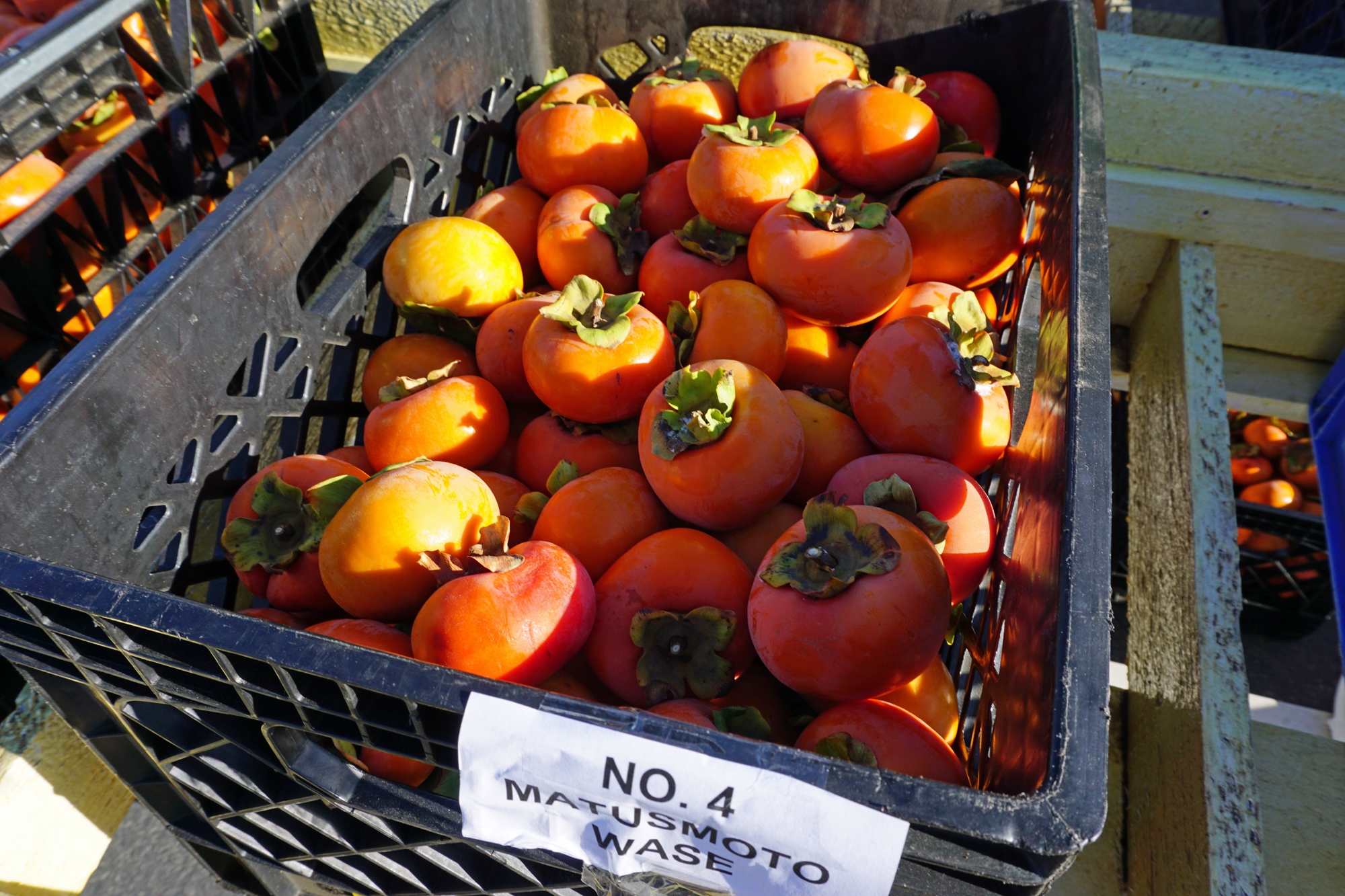 High School of the Dead  At the Persimmon Orchard