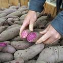 The Stokes sweet potato, right, has better color than the L-14-15-P experimental cultivar.