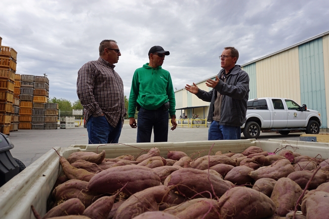Scott Stoddard, right, discussed sweet potato variety trials with A.V. Thomas Produce supervisor Frank Lucas, left, and field manager George Guitierrez, center.