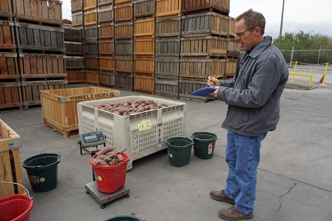 Scott Stoddard weighs sweet potatoes as part of the variety evaluation process.