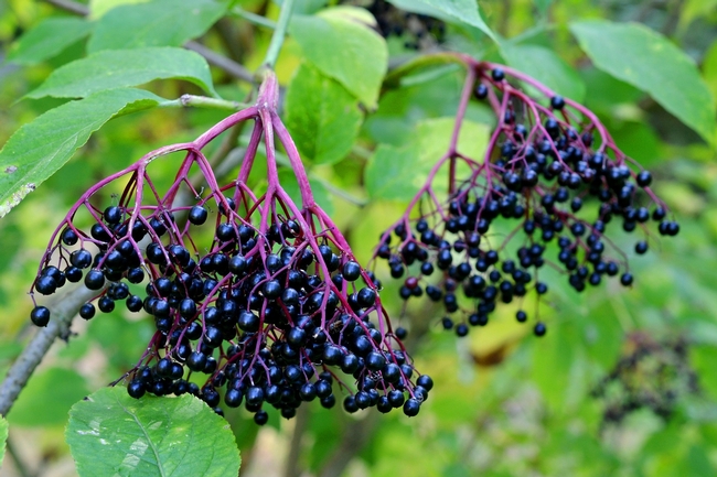 Elderberries are a rich source of vitamin C, and also contain vitamin B6 and iron.